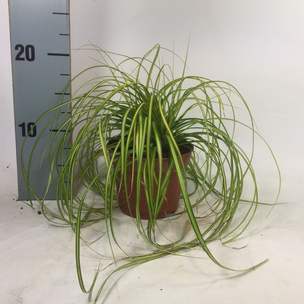 Carex oshim. 'Eversheen', D 12
