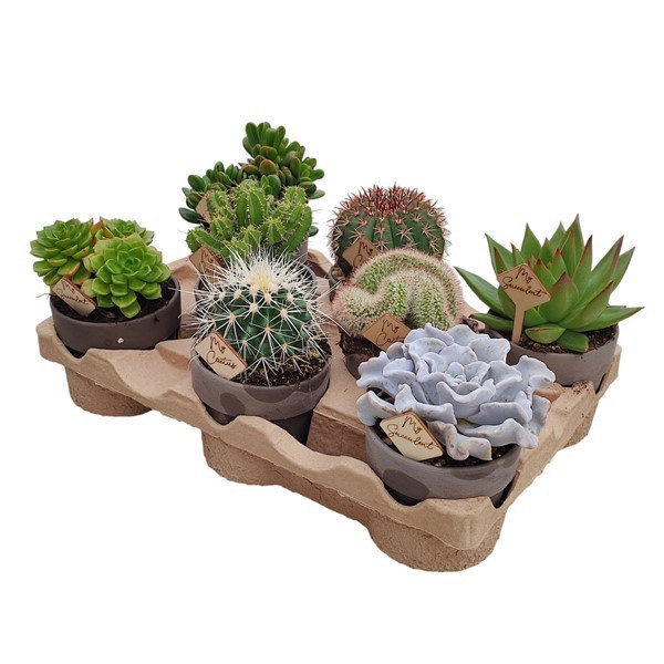 MIX CACTUS AND SUCCULENTS IN TERRACOTTA Ø 10 - ECO TRAY 8 PCS (CACTUS EN SUCCULENTEN), D 10