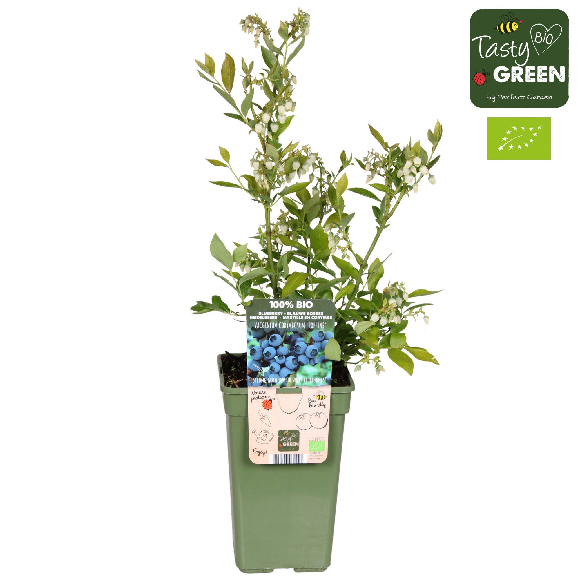 Vaccinium corymbosum 'Hortblue Poppins' Bio P19, D 19 cm