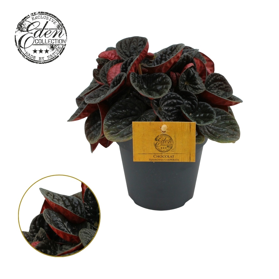 Peperomia Chocolat 12cm, D 12 cm Peperomia Chocolat 12cm, D 12 cm