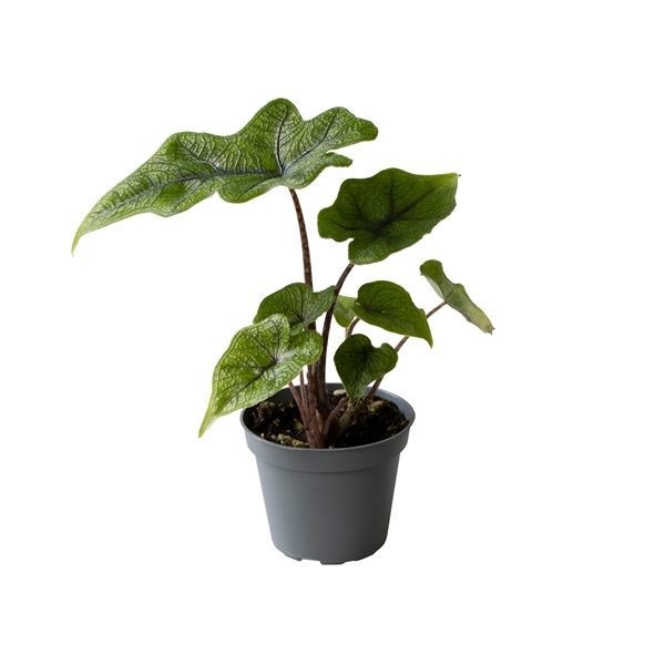 Alocasia Jacklyn, D 6 cm