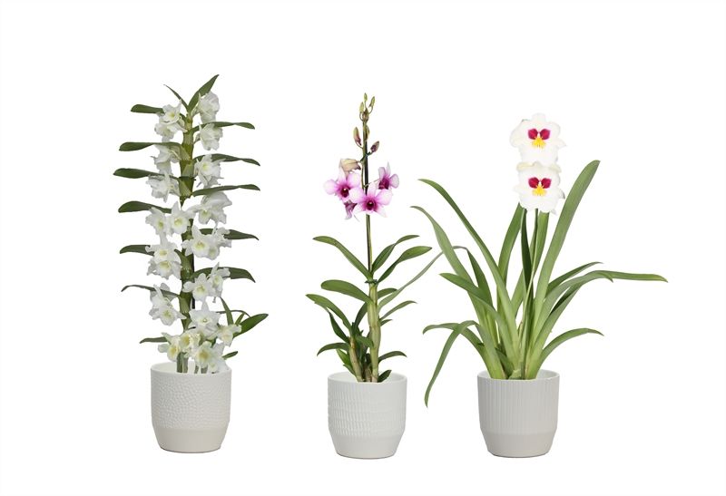 Tirza p12 vanille mix Orchideeen mix 1T, D 12