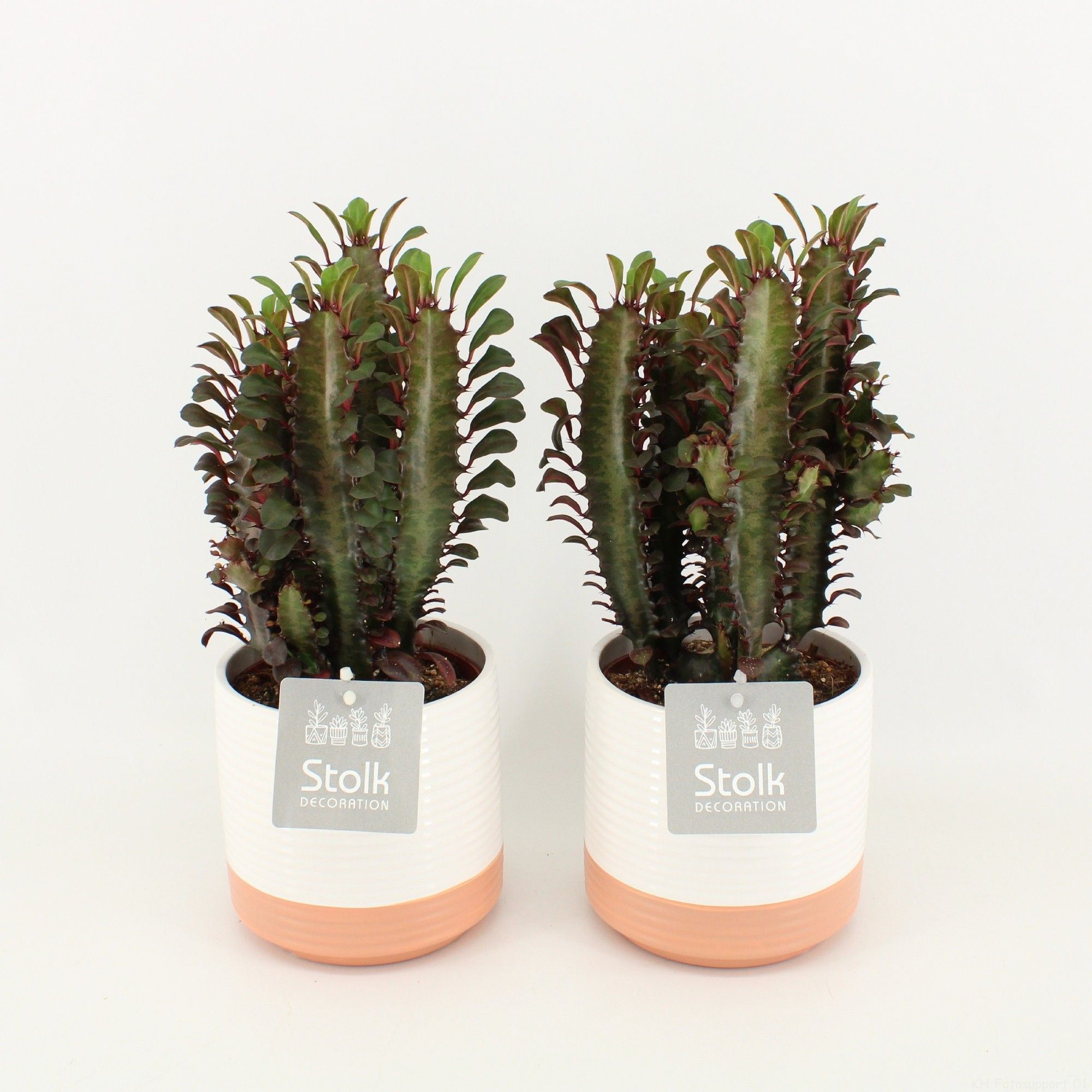 Euphorbia Trigona Rubra in Milou Keramiek, D 13 cm