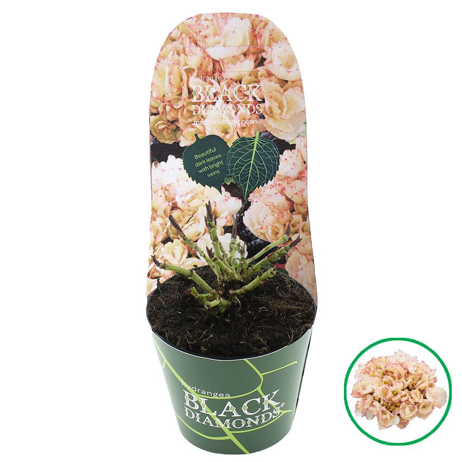 Hydrangea macr. Black Diamonds® 'Midnight Pearl'® C2 (17cm.) Potcover, D 17