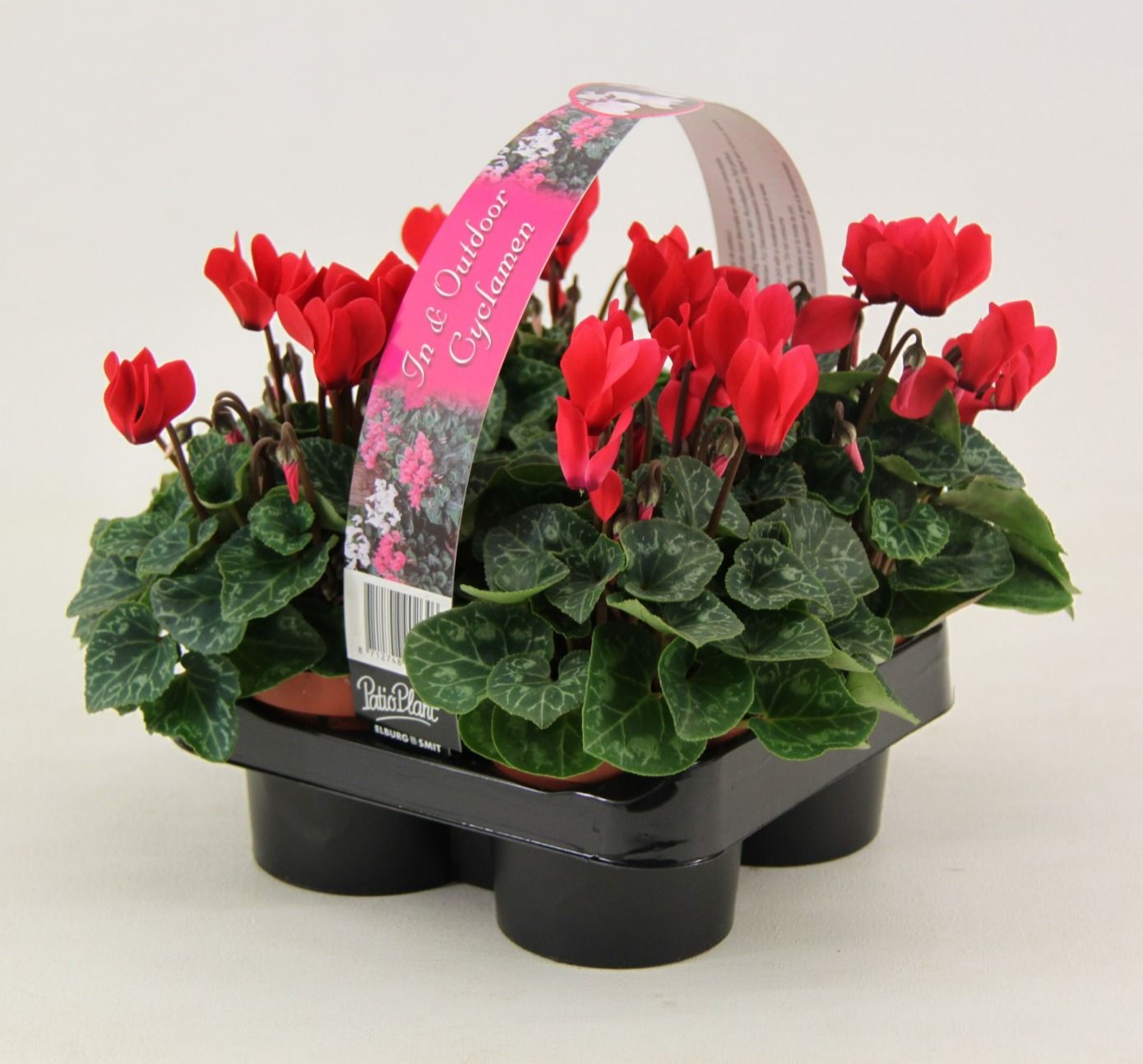 Cyclamen Verano Red 4-pack, D 9 cm