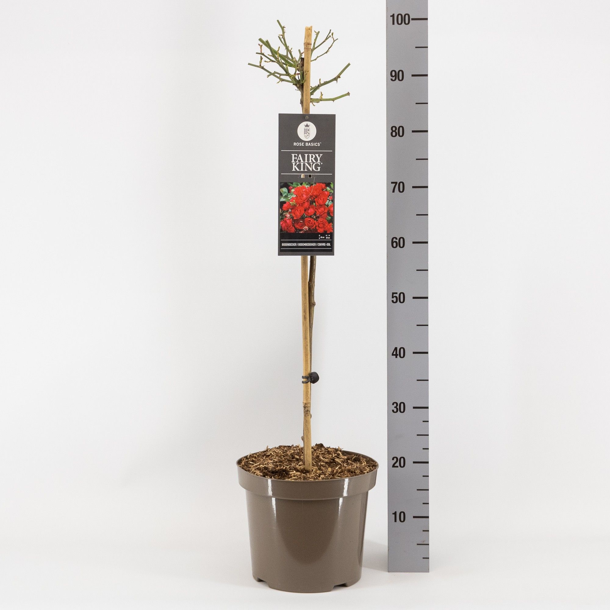 Rosa (P) Fairy King ®, stam 70, C7.5, D 26