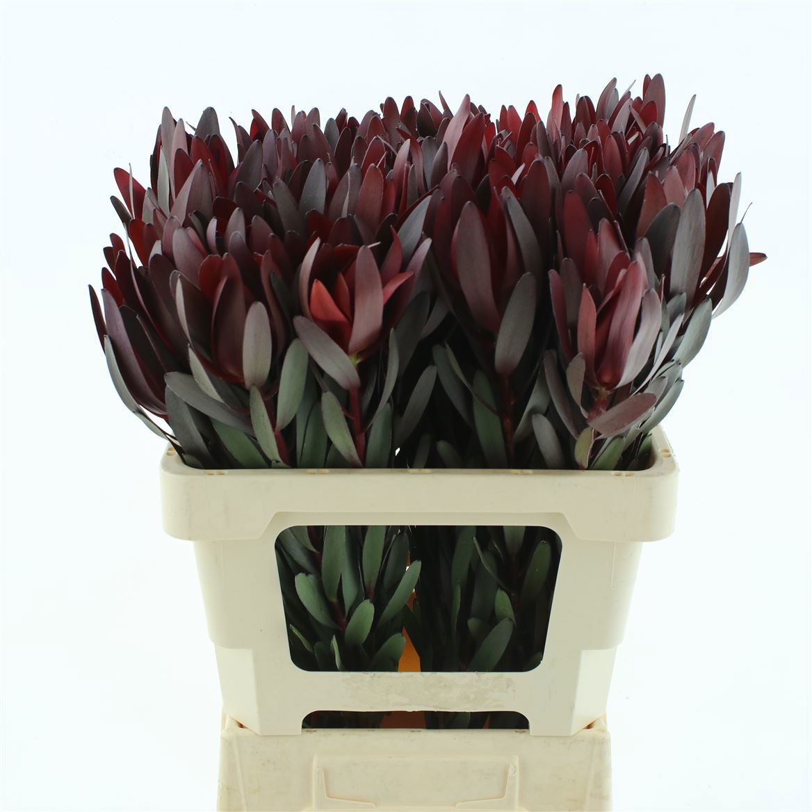 Леукадендрон Сафари Сансет 60 (красн.), шт.