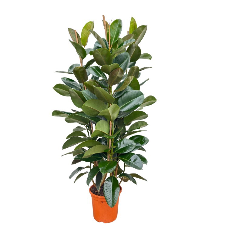 Ficus Elastica 'Robusta' toef - 150cm - 3PP, D 27