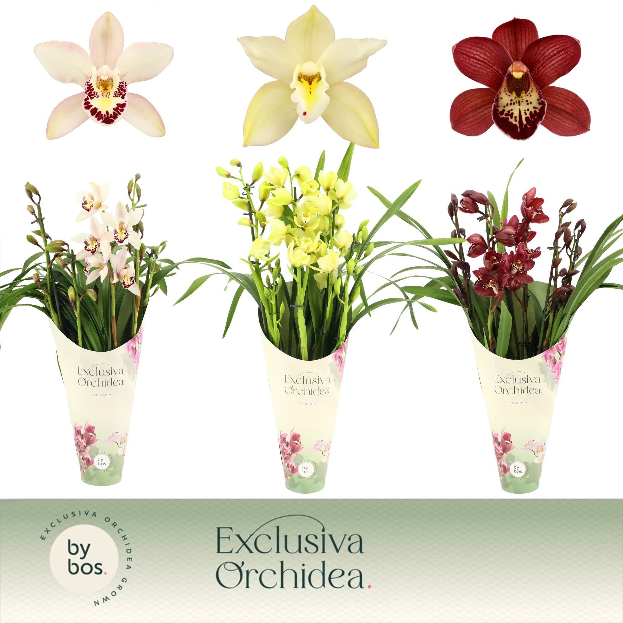 Cymbidium, Mix 5-spike 'Exclusiva Orchidea' Potcover, D 12