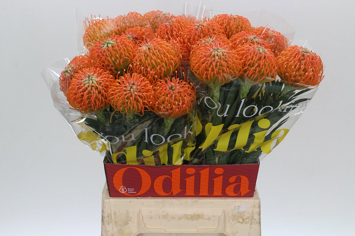 Нутанс Айоба Пич 50, шт.