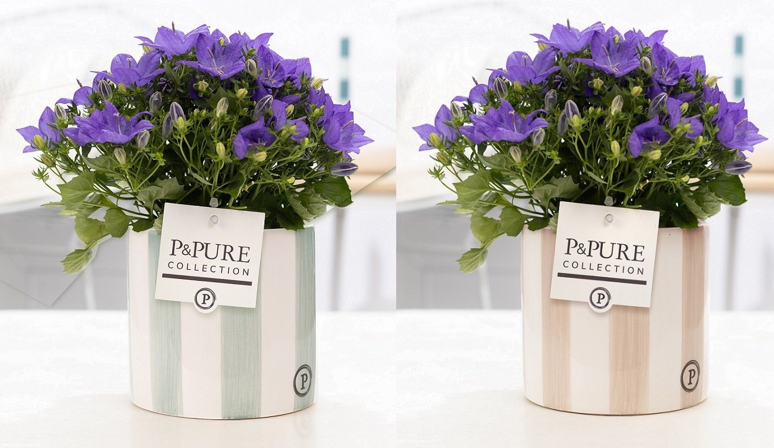 Campanula 'Napoli' Pure Eline, D 14