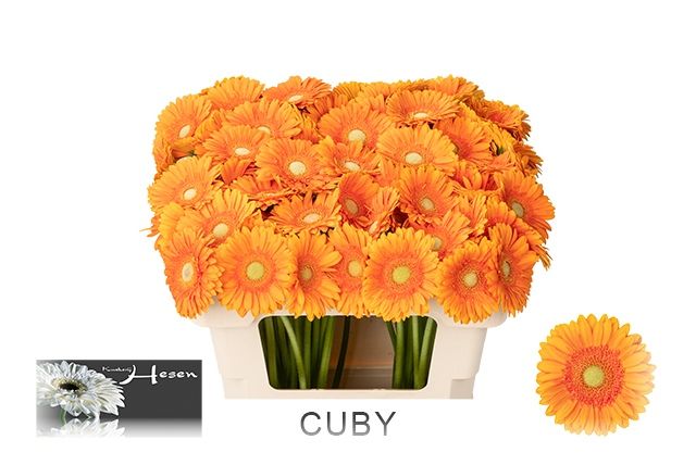 Гермини Куби, шт.