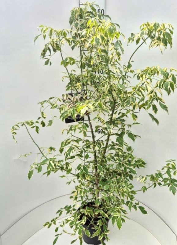 Acer negundo 'Variegatum', D 29