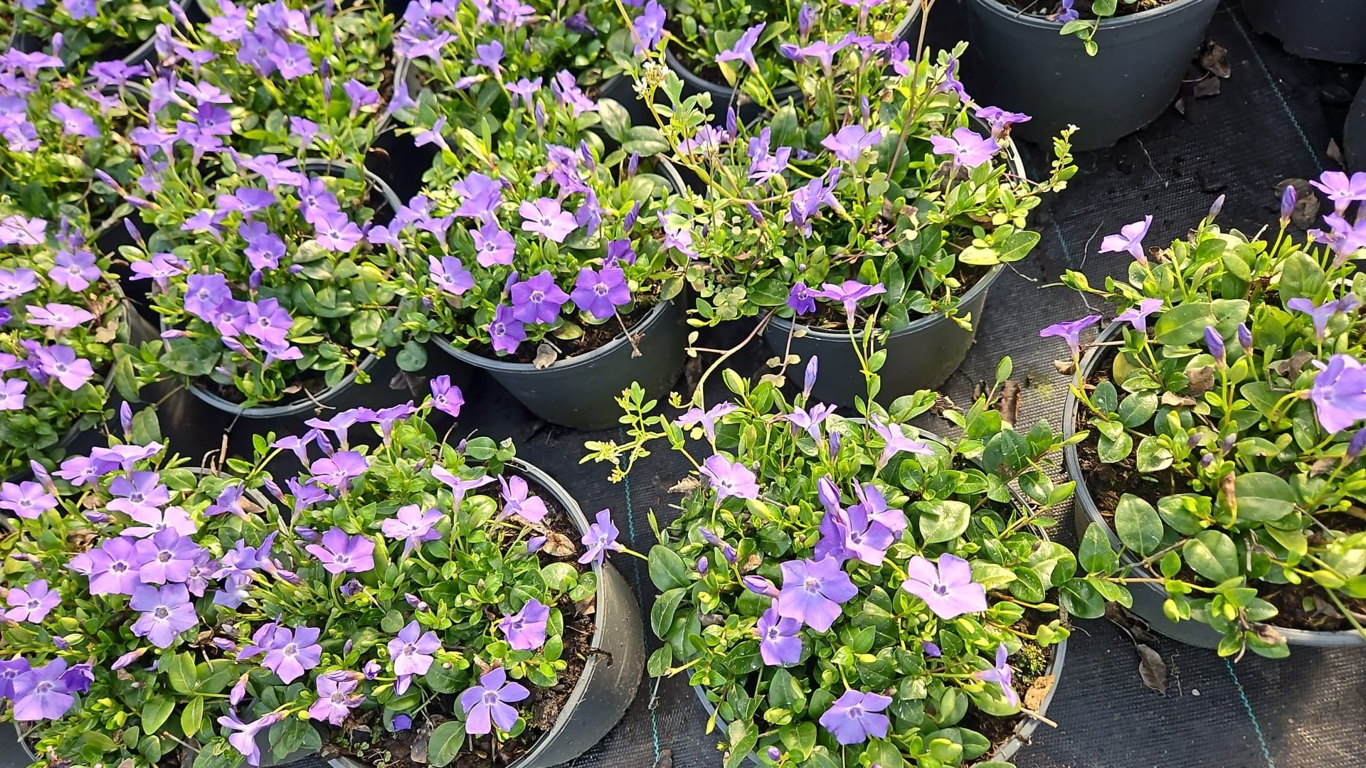 Vinca minor 'Bowles', D 17