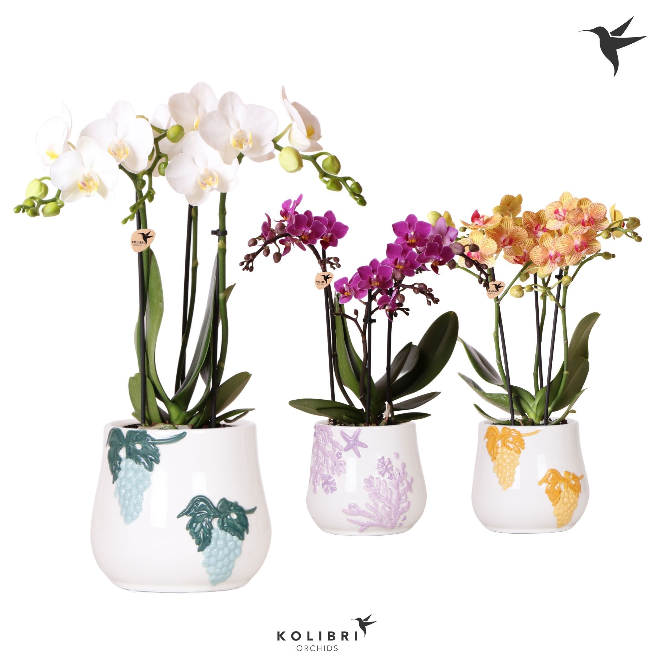 Kolibri Orchids Phalaenopsis mix 3 spike in Coral pot mix, D 9
