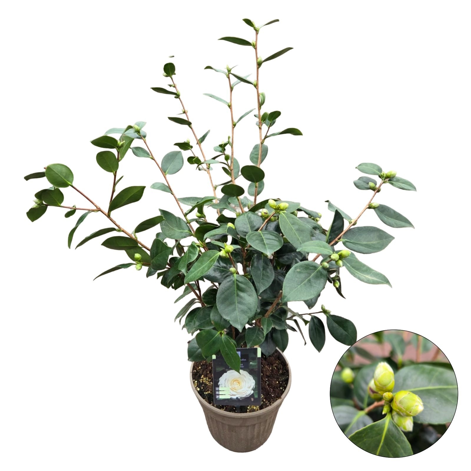 Camellia jap. 'White', D 24