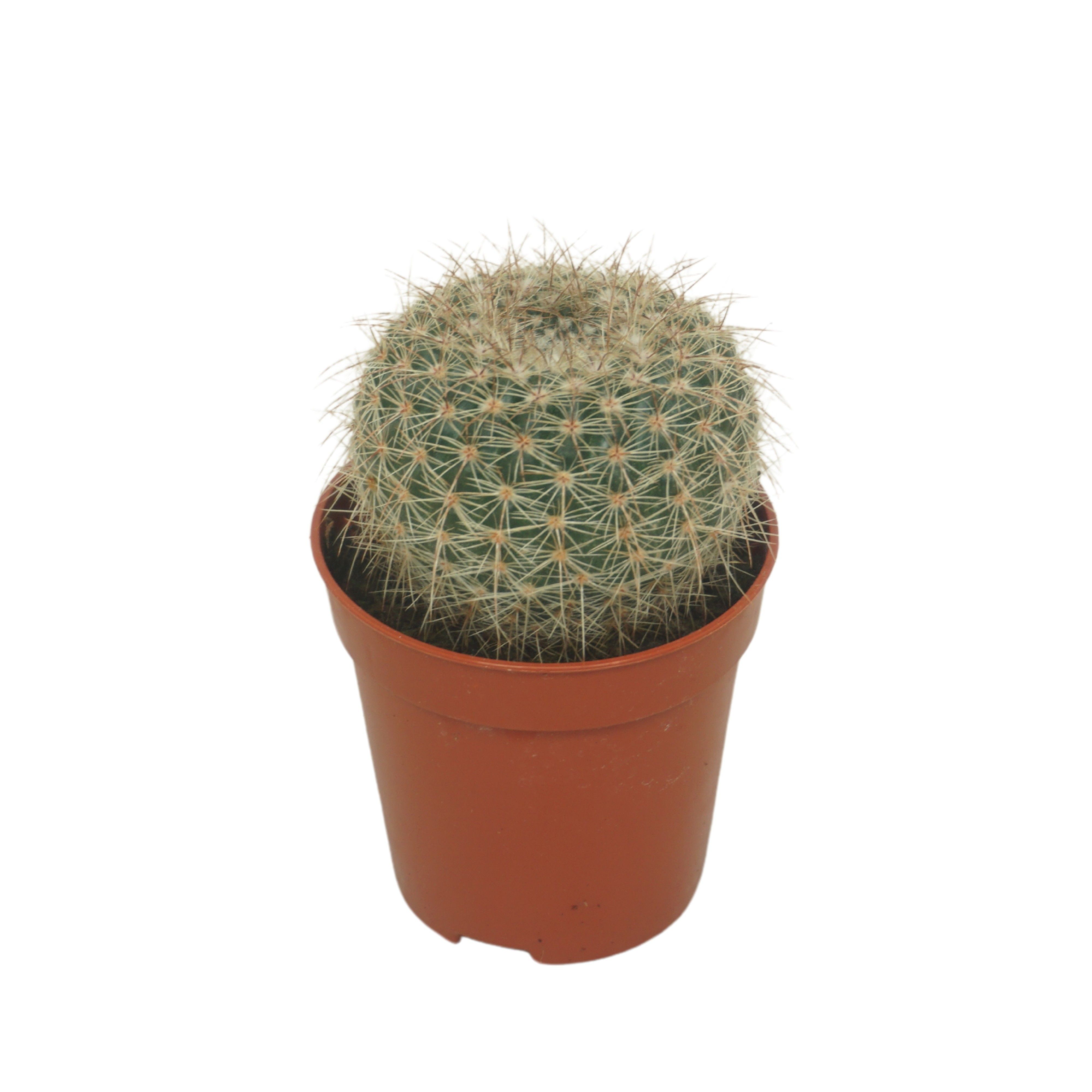Notocactus roseoluteus 5,5 cm, D 5,5