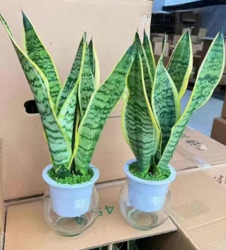 Сансевиерия Премиум Гидропоник Тайгер Скин Орхидея Гласс Мини Форест 12圆玻璃杯 12 35