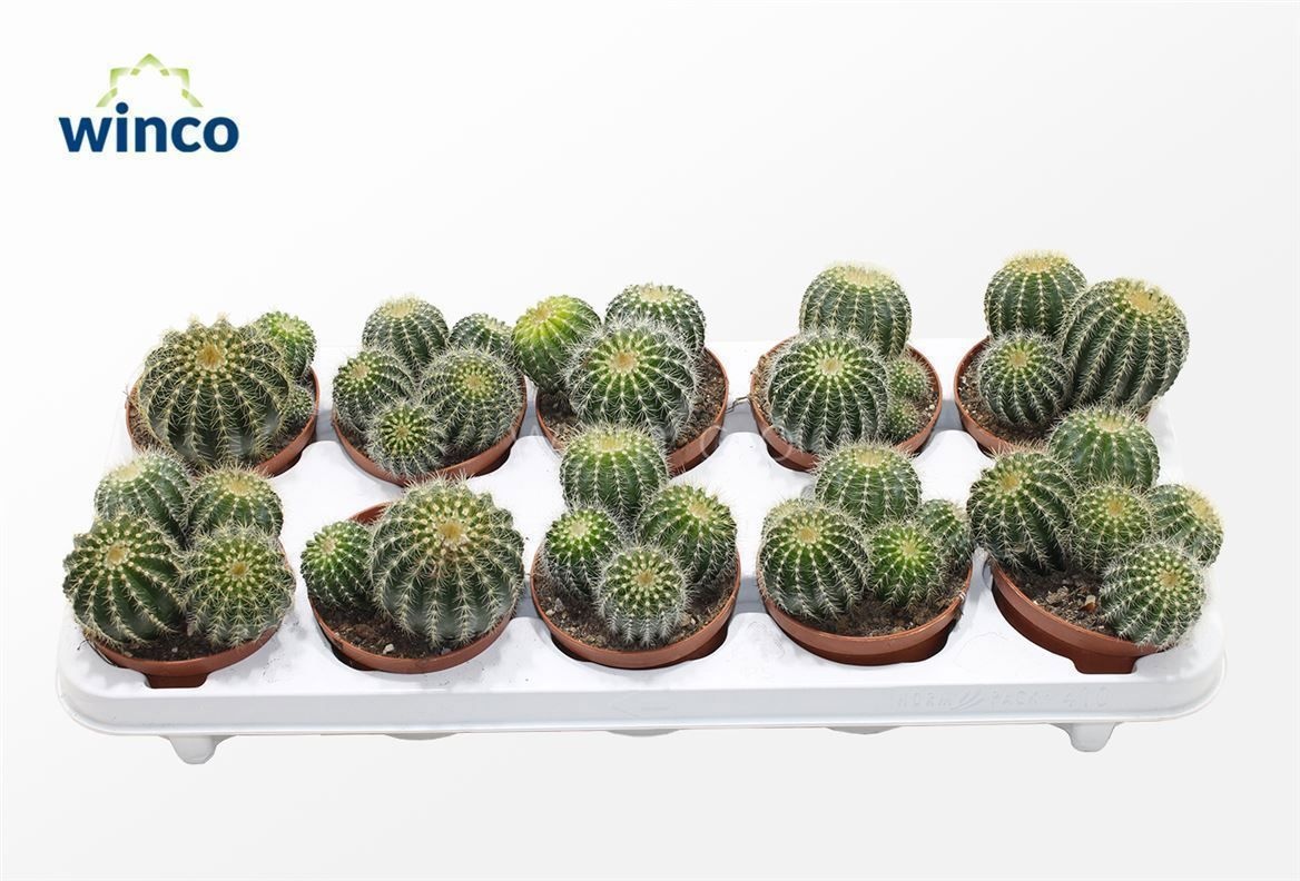 Notocactus Magnificus (group), D 10,5 cm