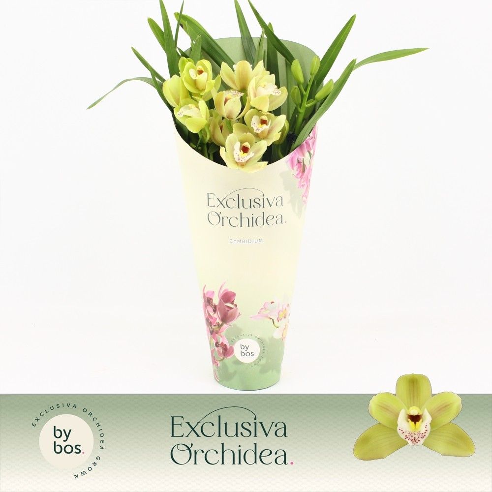 Cymbidium, Wild Anna Compact 3-spike 'Exclusiva Orchidea' Potcover, D 12
