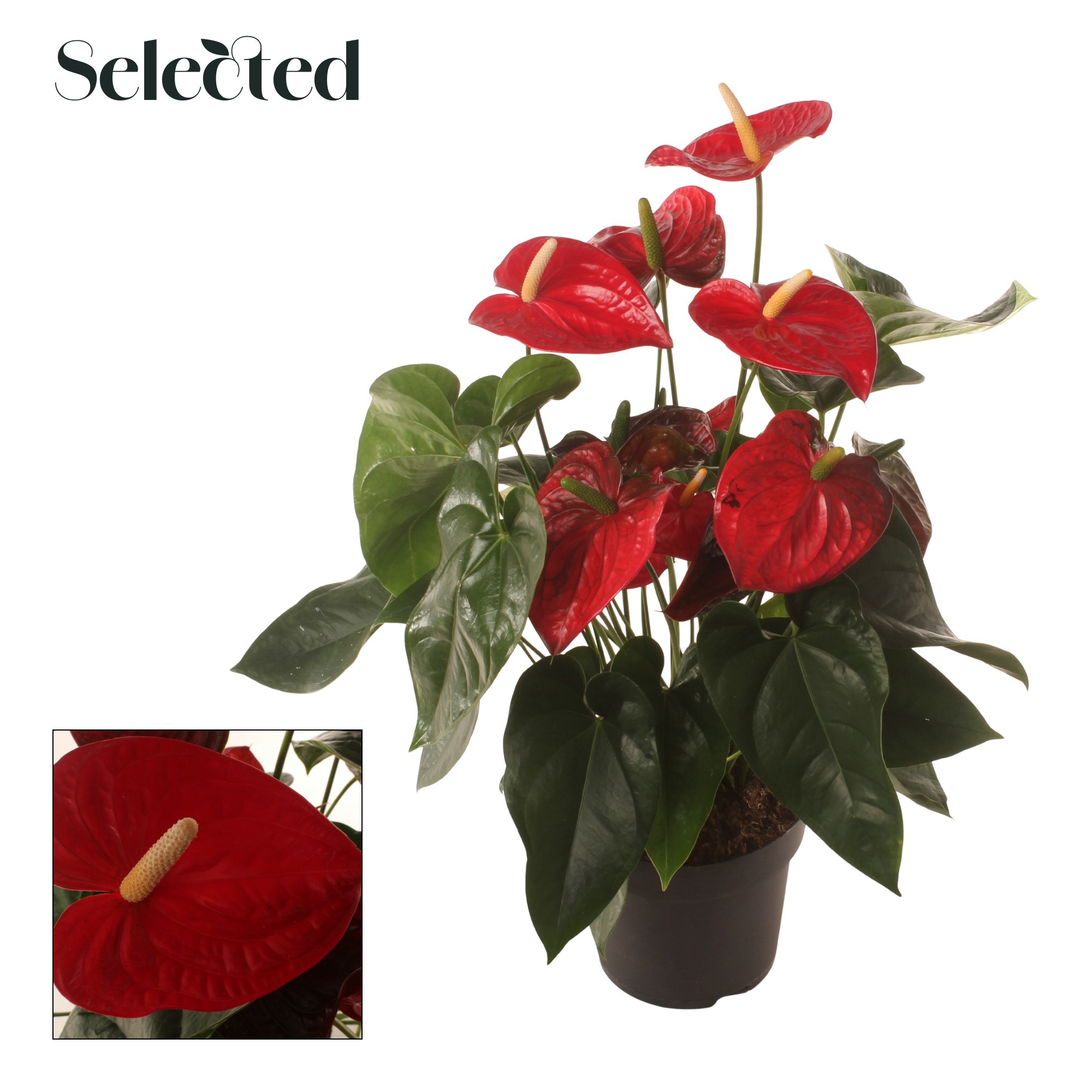 Anth. Famous Red P24 Selected, D 24 cm