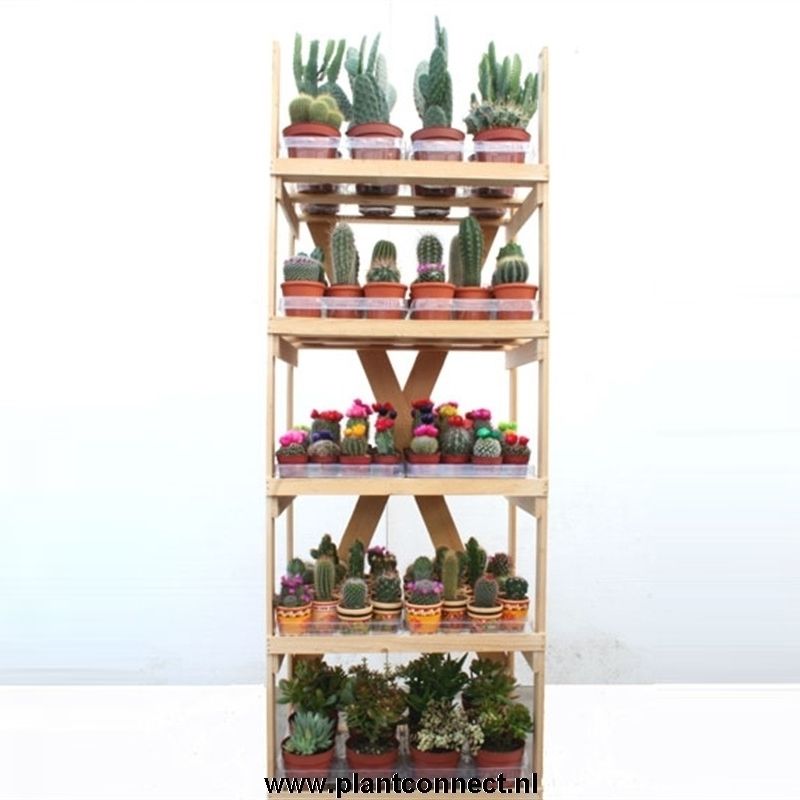 5001 Cactusrek dubbel wit massief karton, D 31