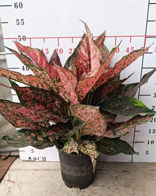 Аглаонема ларге-ливед Ангел 23 40