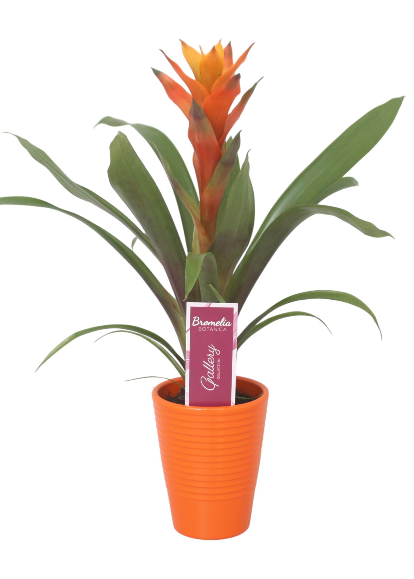 Guzmania Variada in oranje ribbel keramiek, D 11