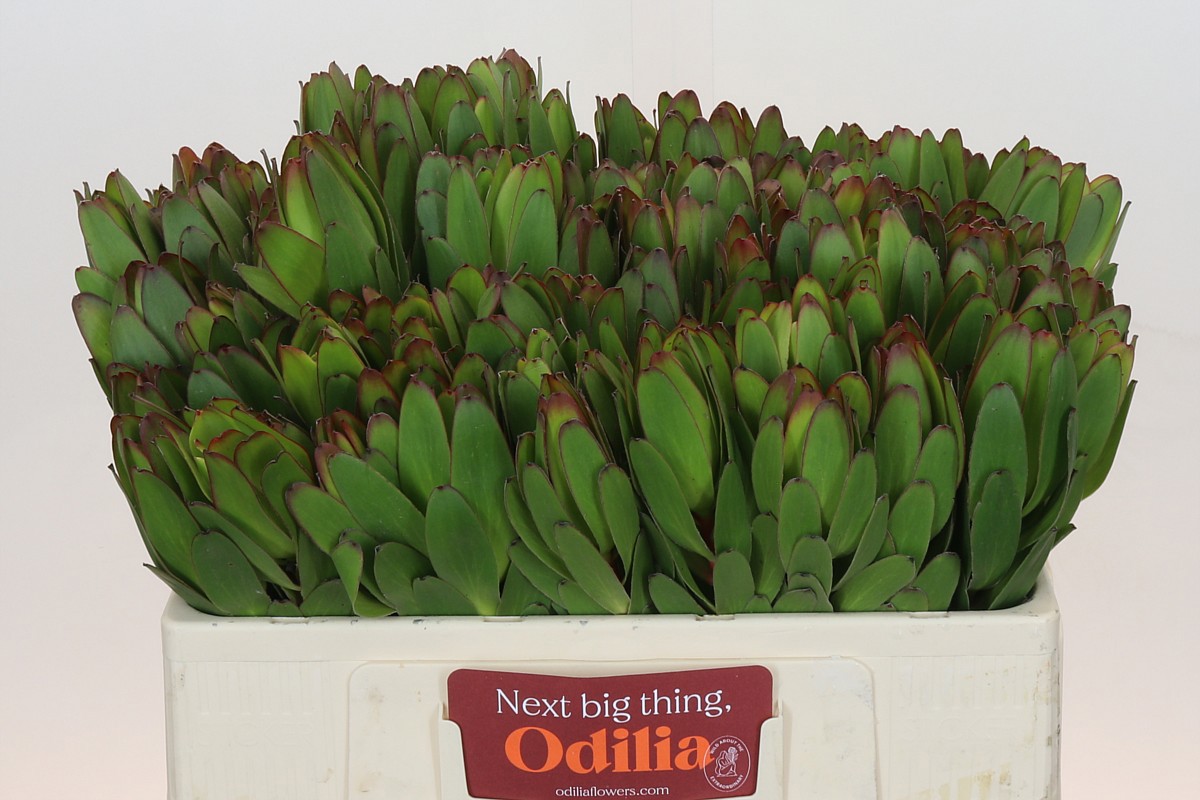 Леукадендрон Сафари Голдстрайк 50, шт.