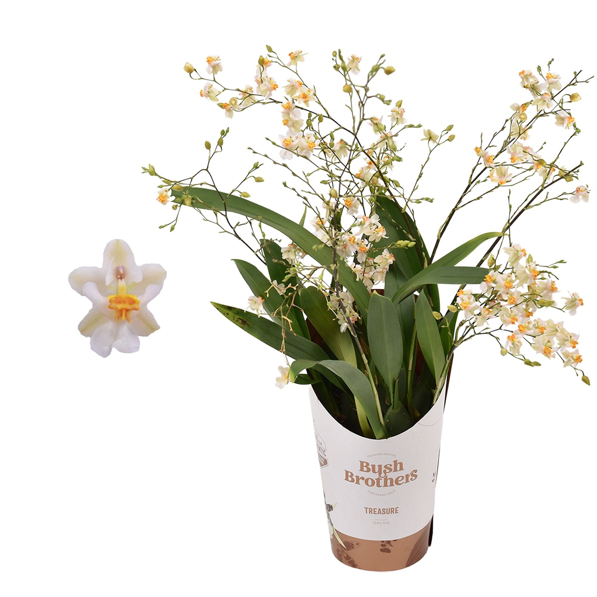 Oncidium 'Twinkle' Wit 4+ tak 9 cm, D 9