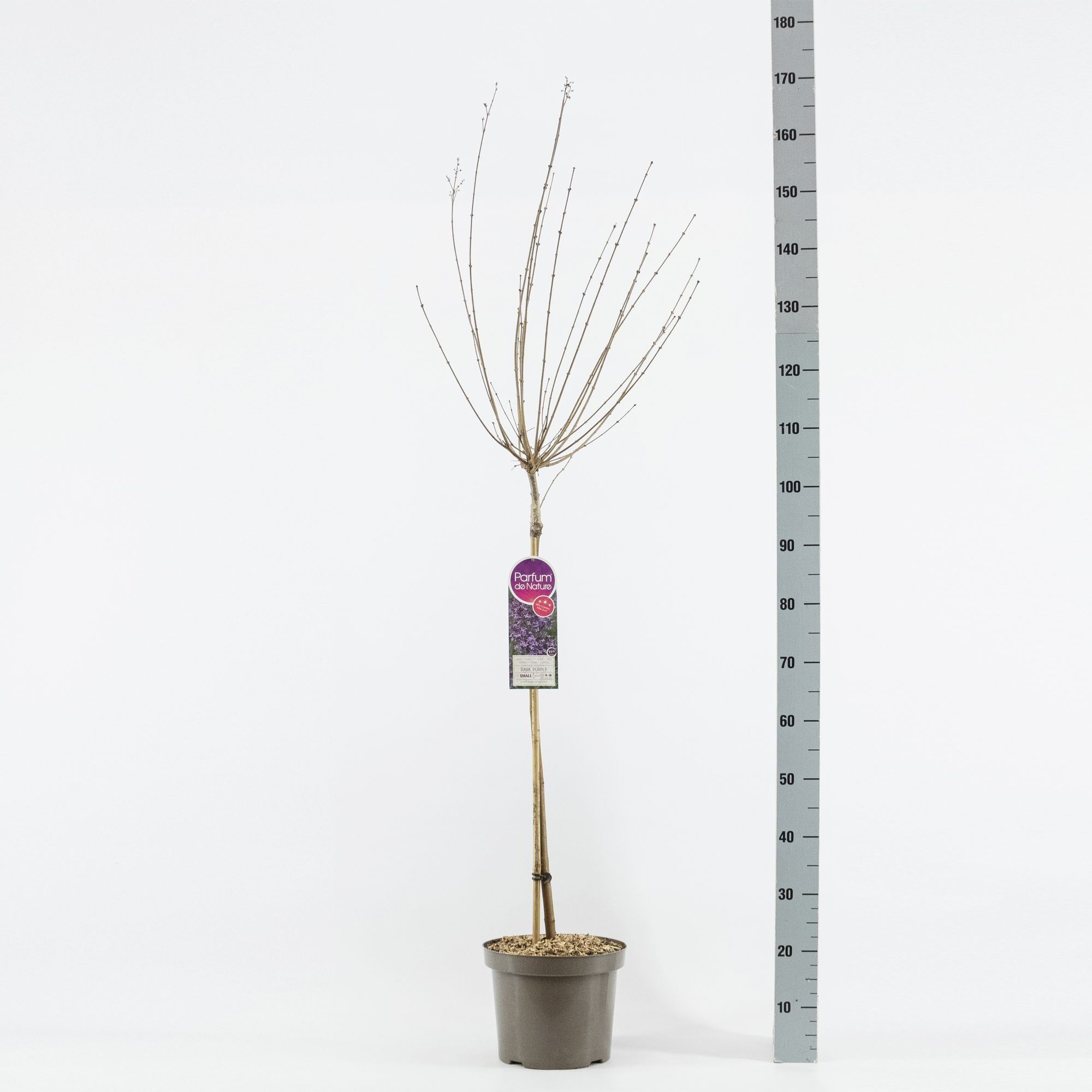 Syringa BLOOMERANG ® Dark Purple, stam 70, 2-jarig, C7,5, D 26 cm Syringa BLOOMERANG ® Dark Purple, stam 70, 2-jarig, C7,5, D 26 cm