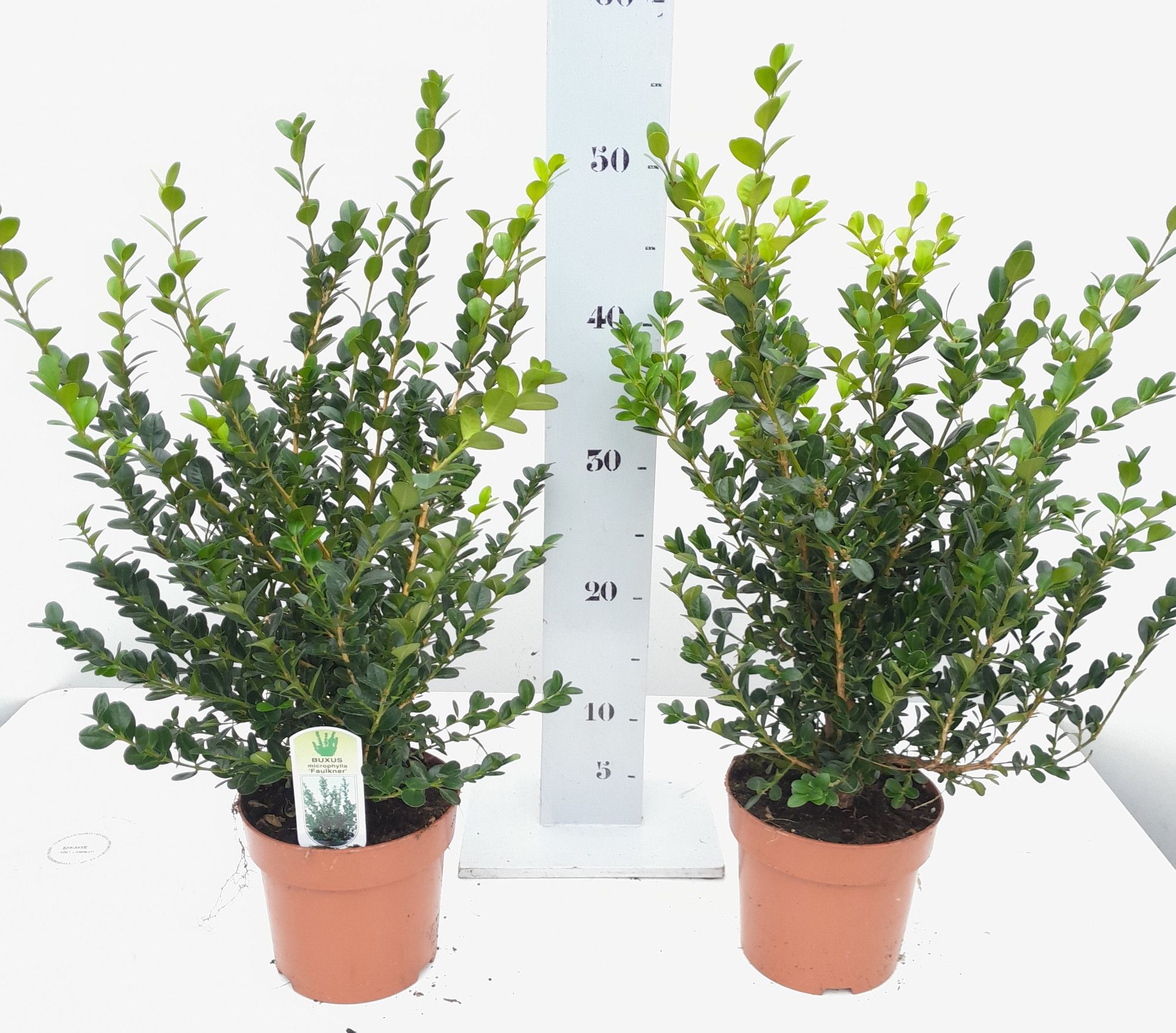 Buxus microphylla Faulkner struik 30-35cm, D 14