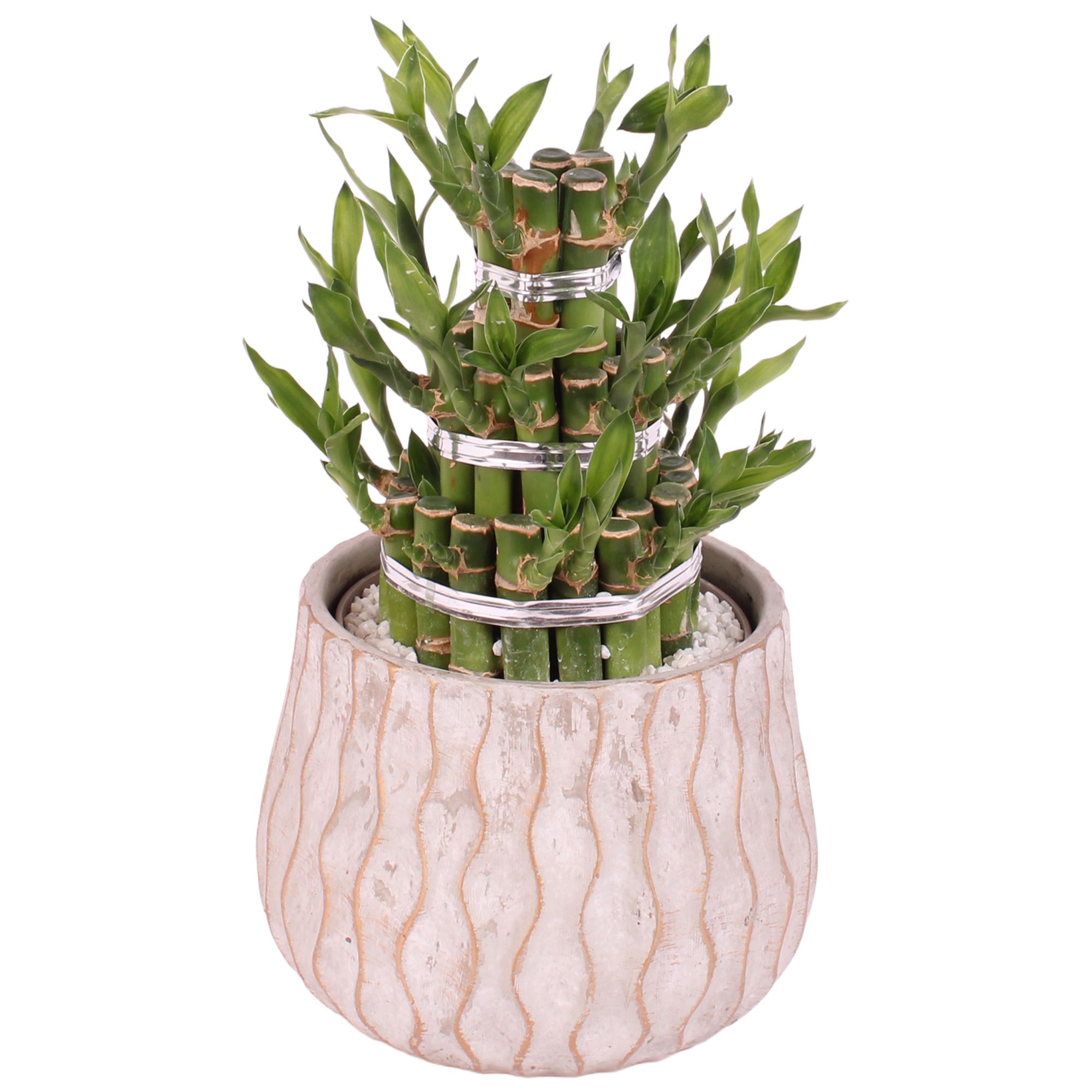 Lucky Bamboo Shape Round 3B Ø16cm Ceramic PL569, D 16