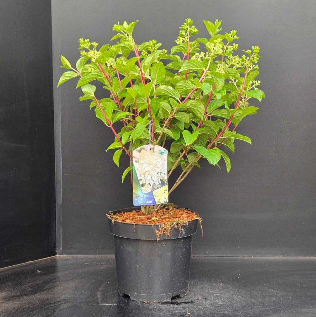 Hydrangea paniculata Silver Dollar, D 26 cm