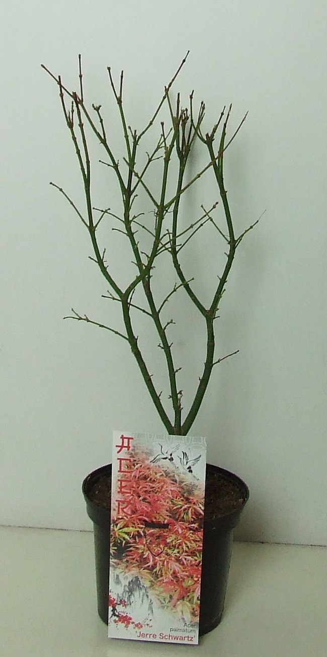 Acer palmatum 'Jerre Schwartz' P19, D 19