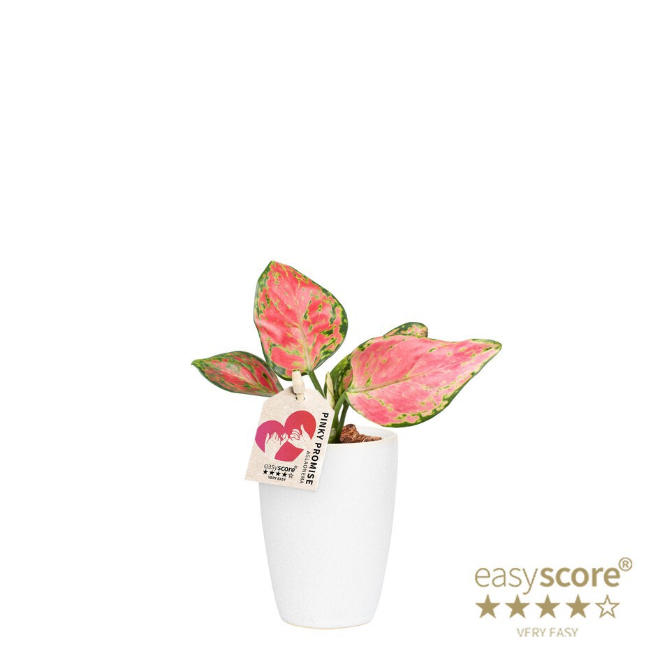 AGLAONEMA COMMUTATUM 40600014 Cl. White Aglaonema, D 7