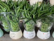 110 Лаки Драцена сандериана 圆瓷盆 45