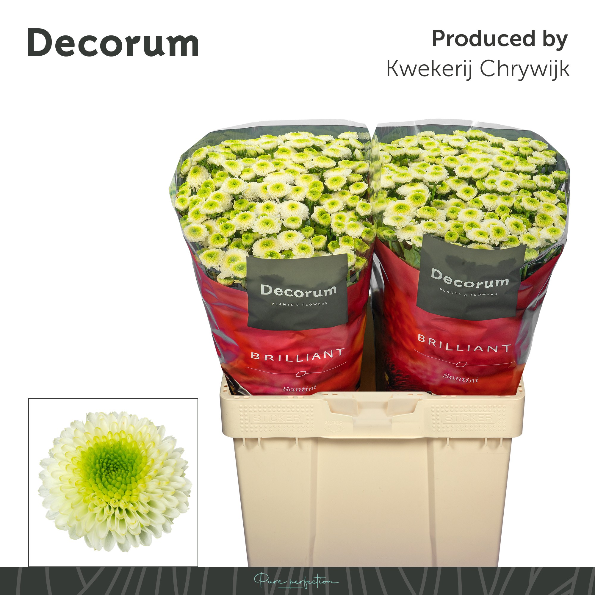 Сантини Маверик Вайт (бел.), шт.