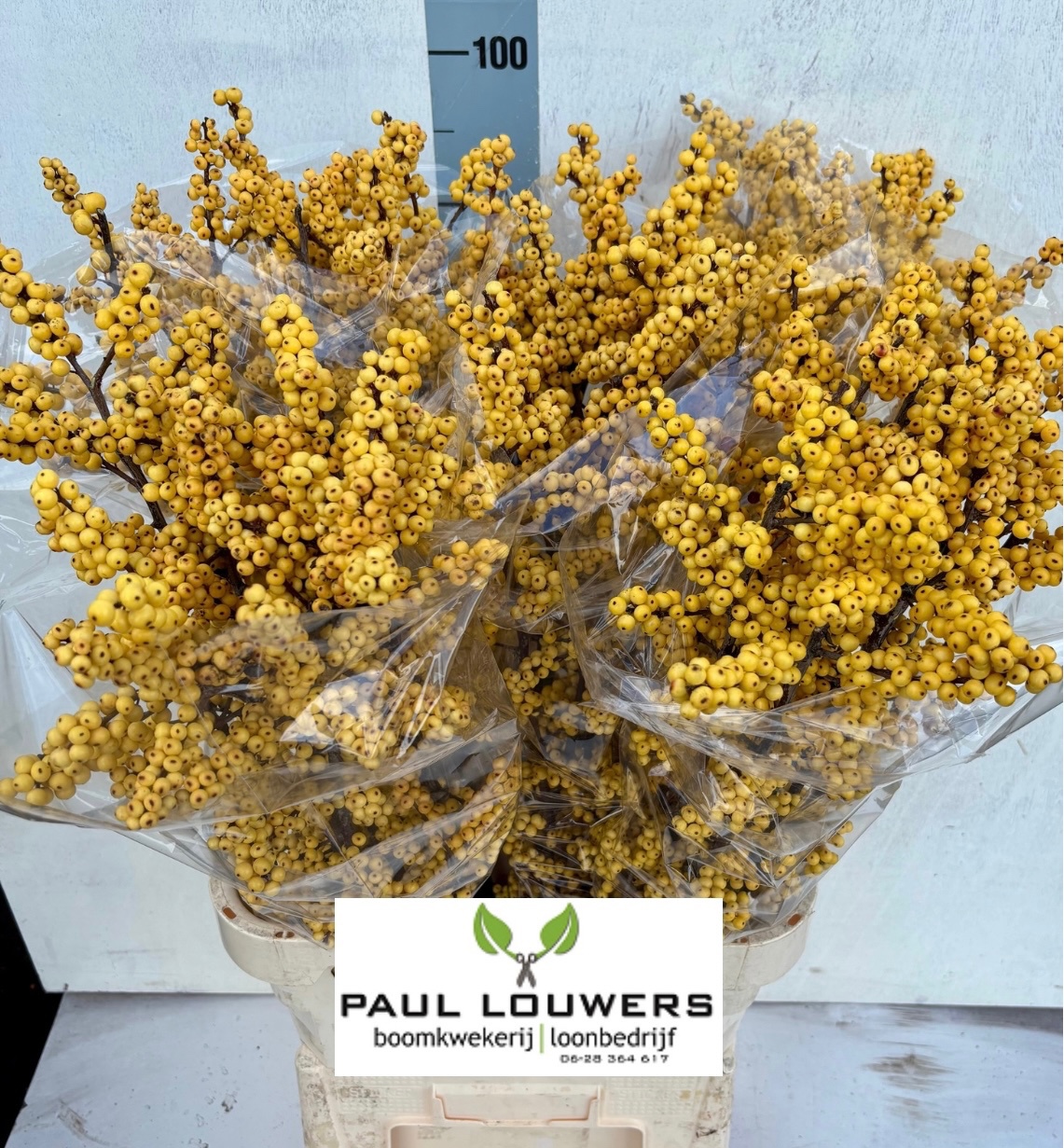 Илекс Мэджикал Цитронелла 100, шт.