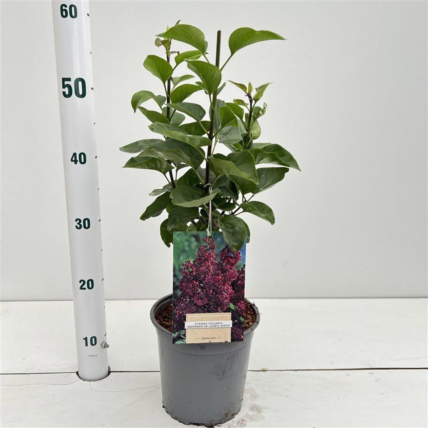 Syringa vulg. 'And. An Ludwig Spath', D 17 cm