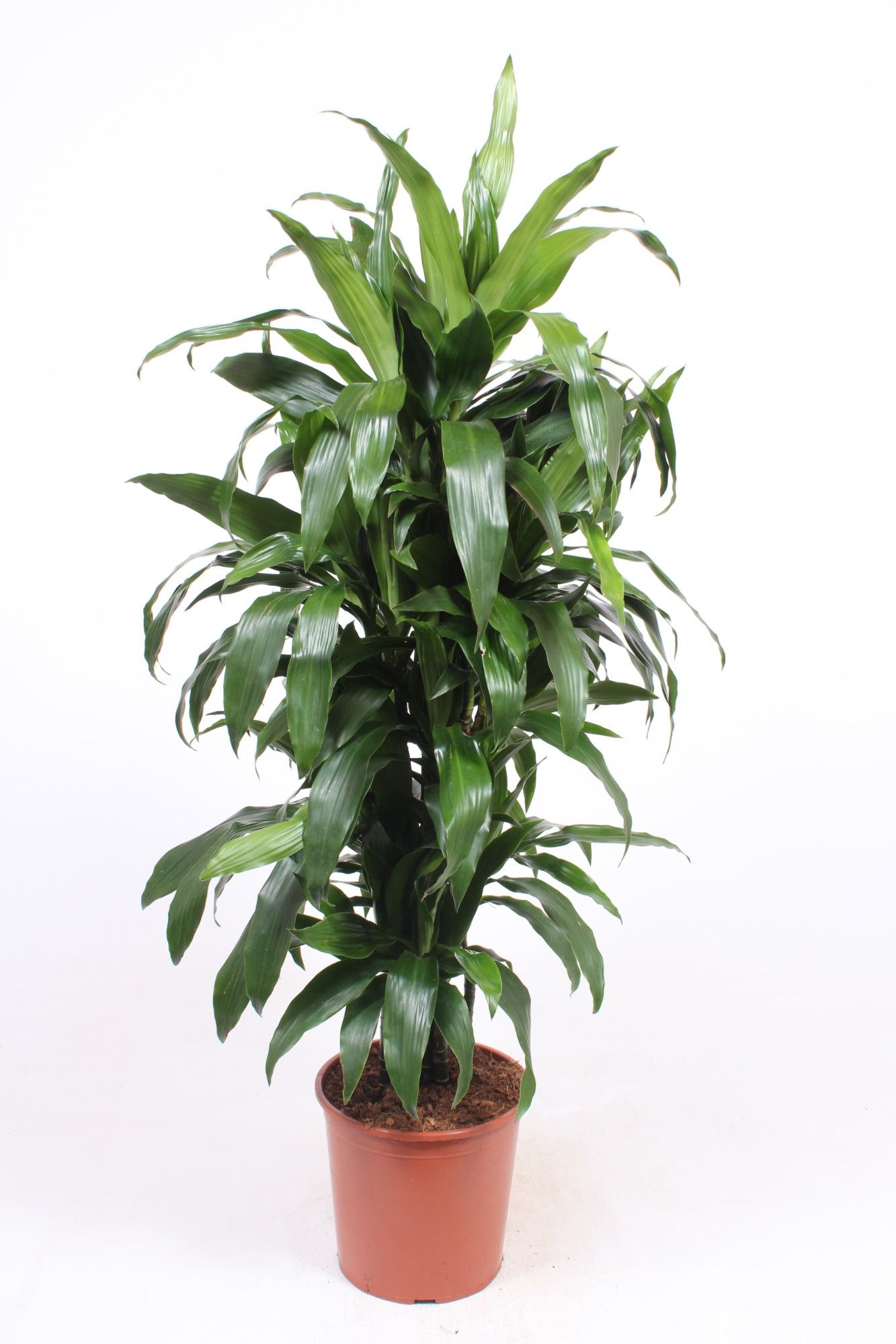 Dracaena Janet Craig, D 30
