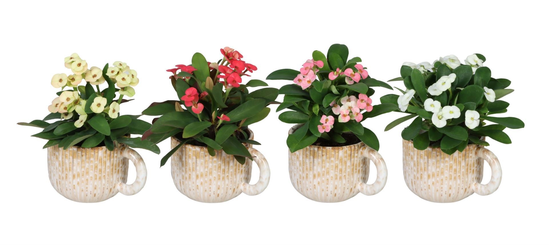 L 67198 With Euphorbia Milii Mix 6 cm, D 6 cm