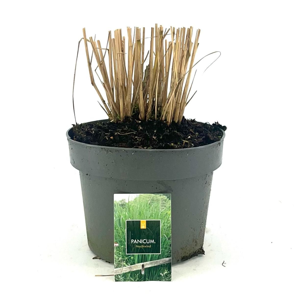 Panicum virgatum 'Northwind', D 23