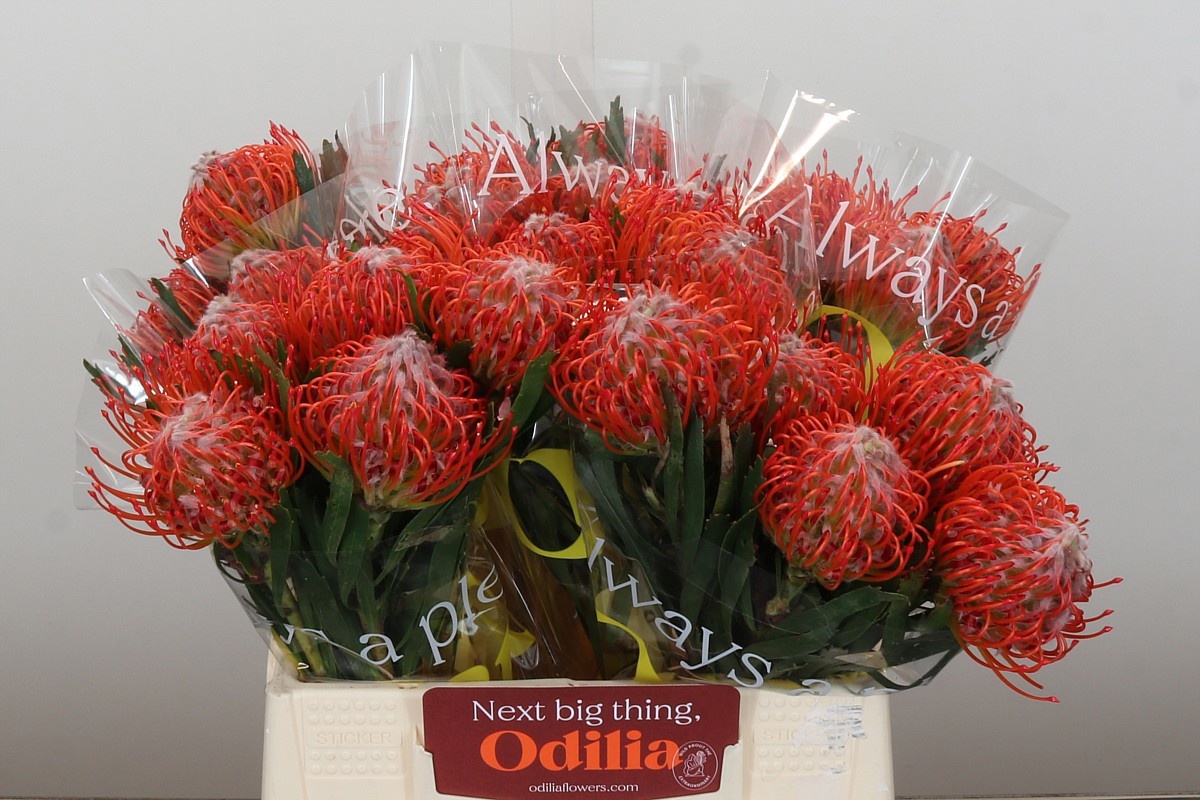 Нутанс Танго 40, шт.