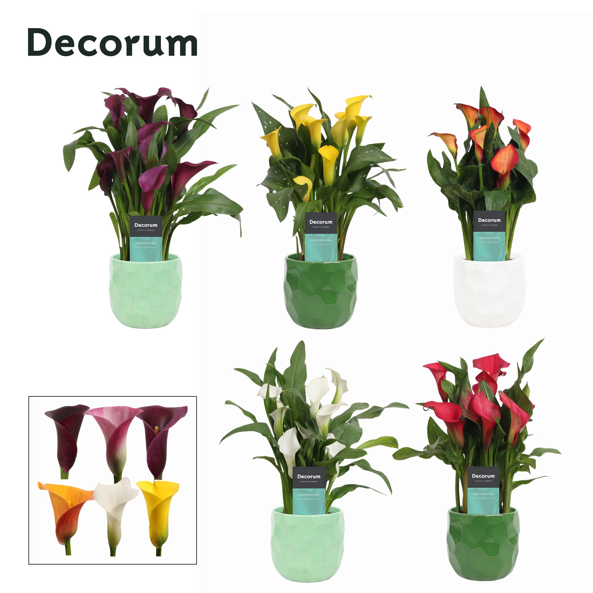 Zantedeschia (Calla) mix in Ompot Nora ( Decorum), D 12