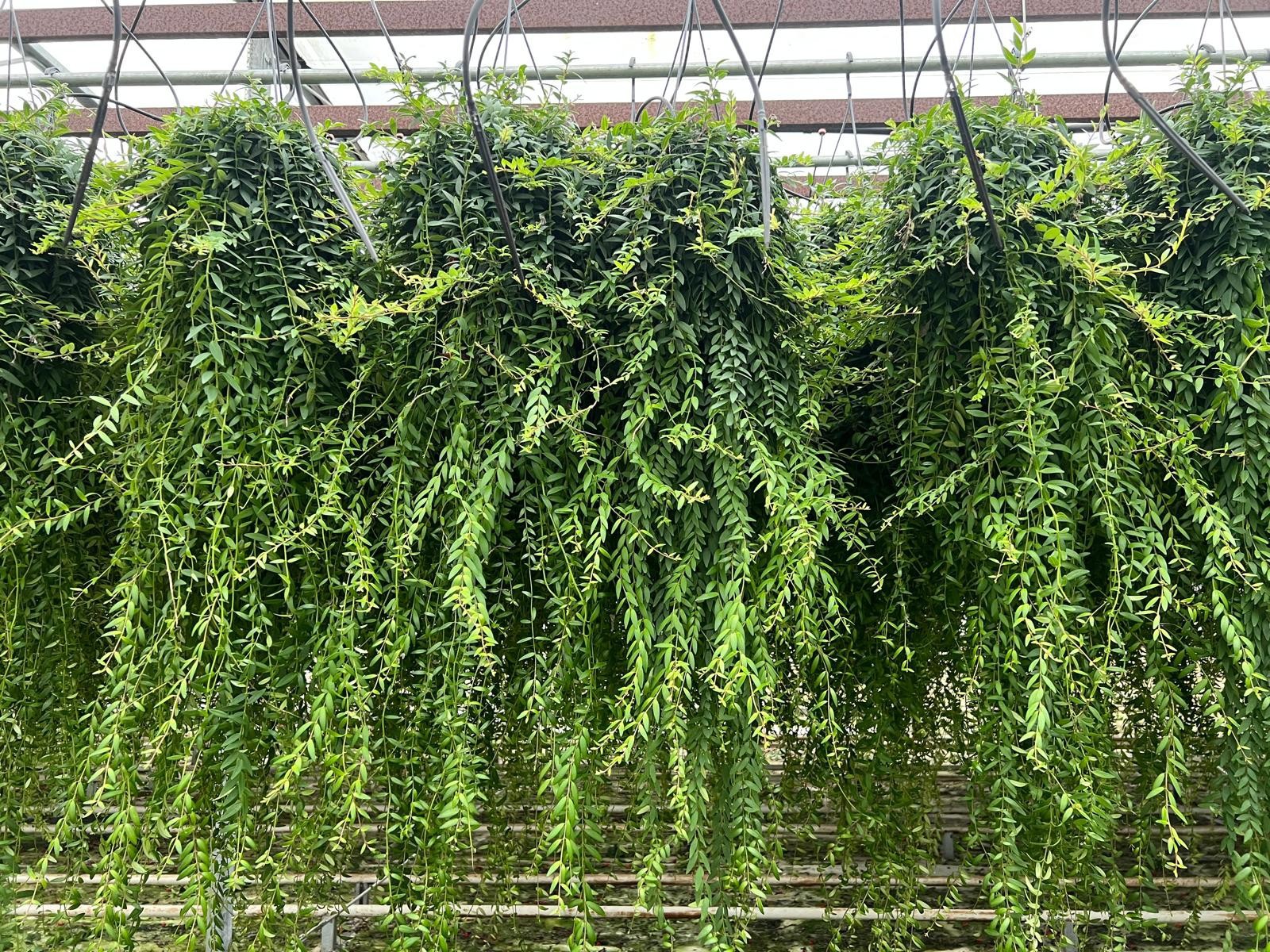 Aeschynanthus Japhrolepis XXL, D 15