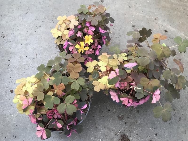 OXALIS VULCANICOLA, D 10 cm