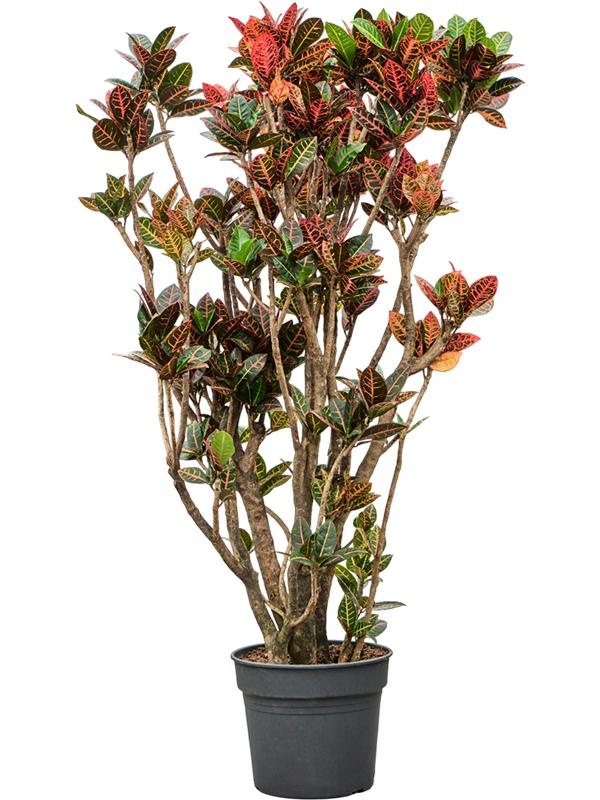 Croton (Codiaeum) variegatum 'Petra', D 38