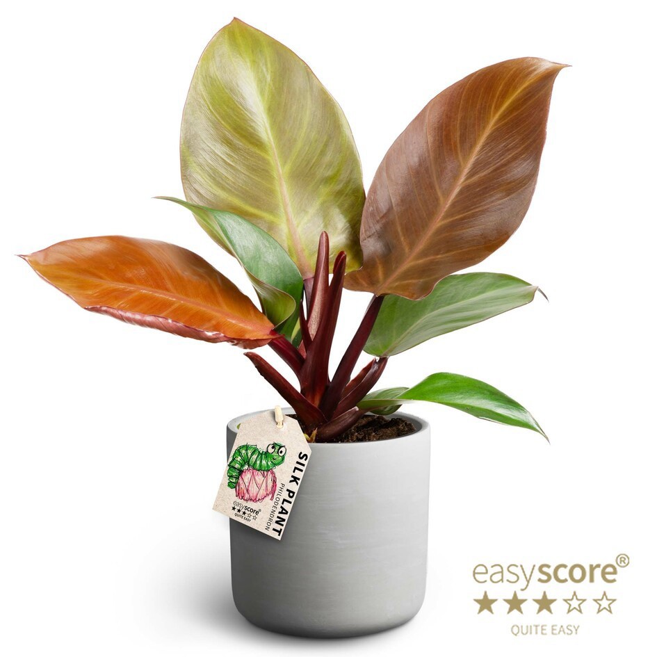 PHILODENDRON ERUBESCENS 41125654 Raw Grey Prince Orang, D 12 cm