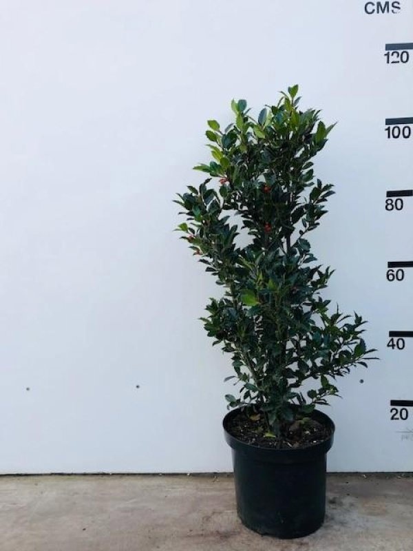 Ilex meserv. Heckenfee, struik, D 28